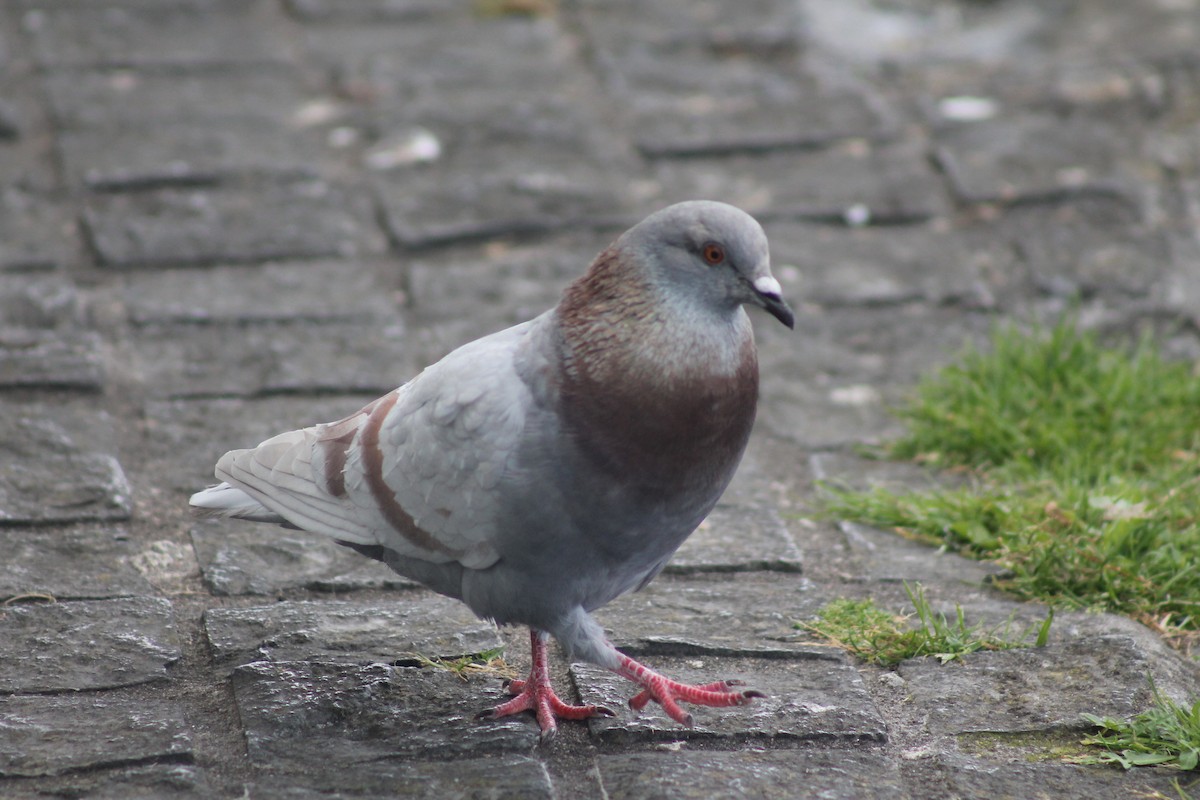 Rock Pigeon (Feral Pigeon) - ML258697901