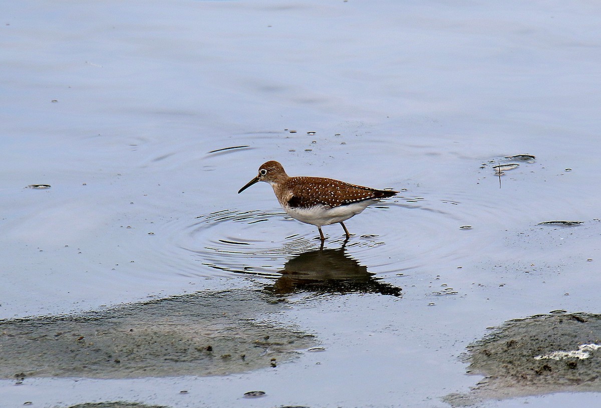 Solitary Sandpiper - Todd Humphrey