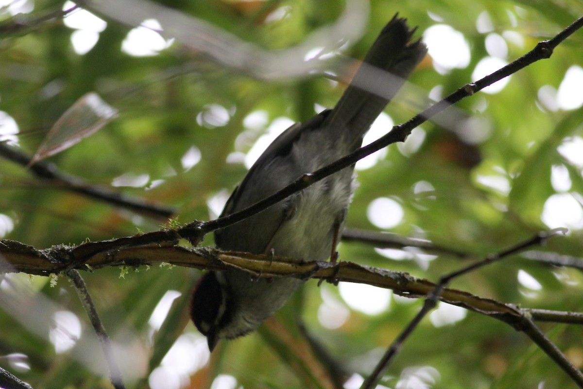 Slaty Brushfinch - ML25869941