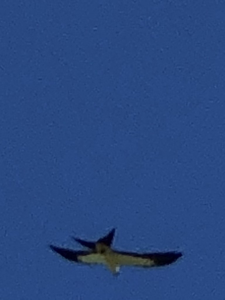Swallow-tailed Kite - ML258699491