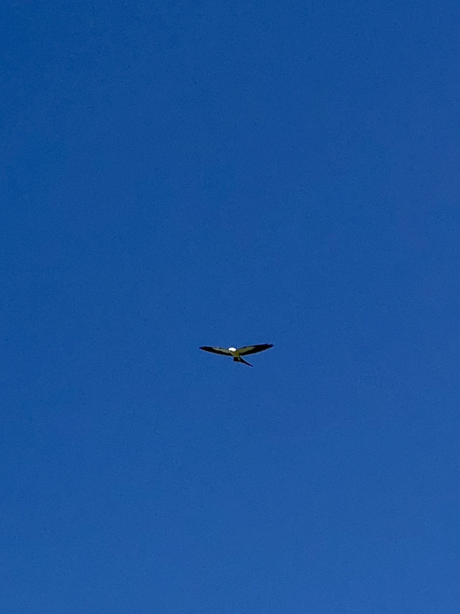 Swallow-tailed Kite - ML258699501