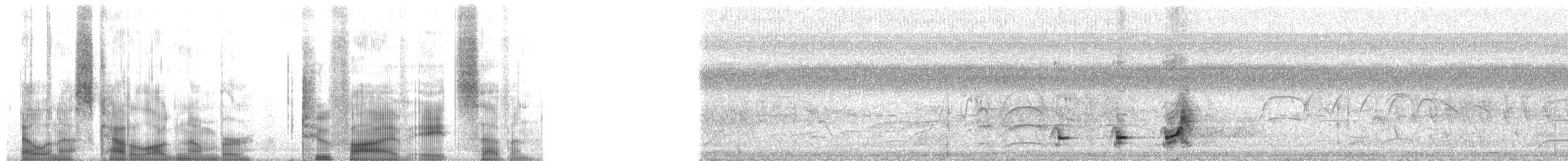 Перепелиця чубата [група leucopogon] - ML2587