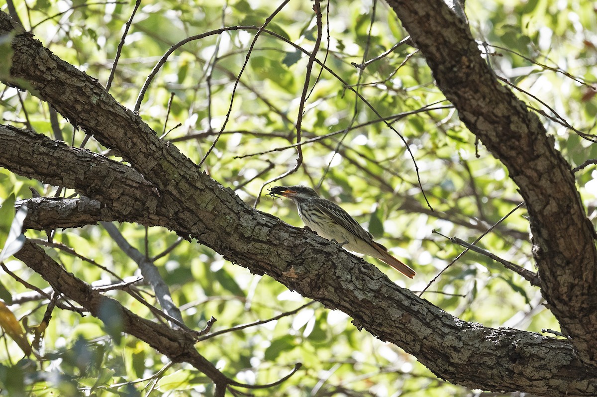 Sulphur-bellied Flycatcher - ML258700381