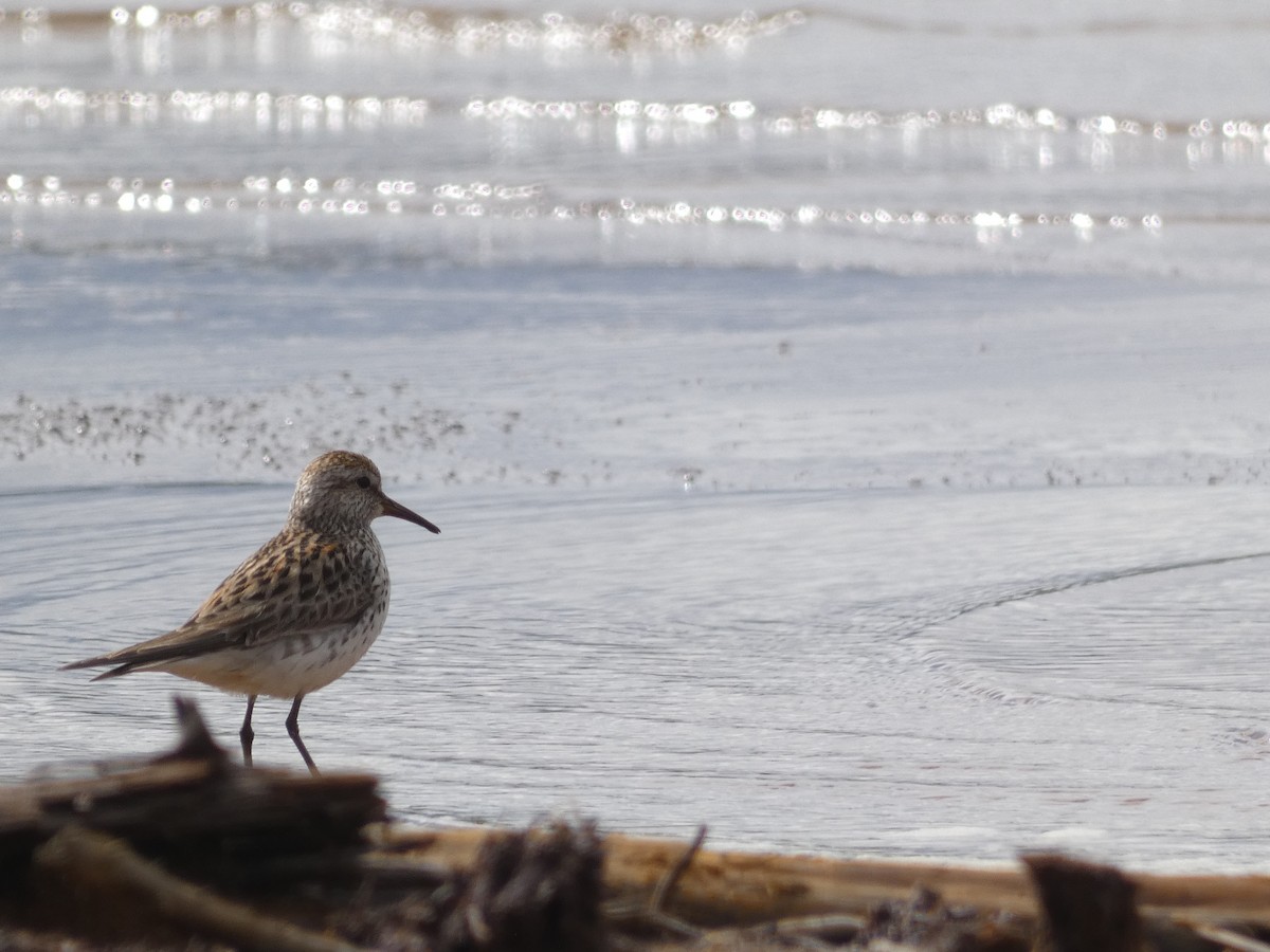 White-rumped Sandpiper - ML258701591