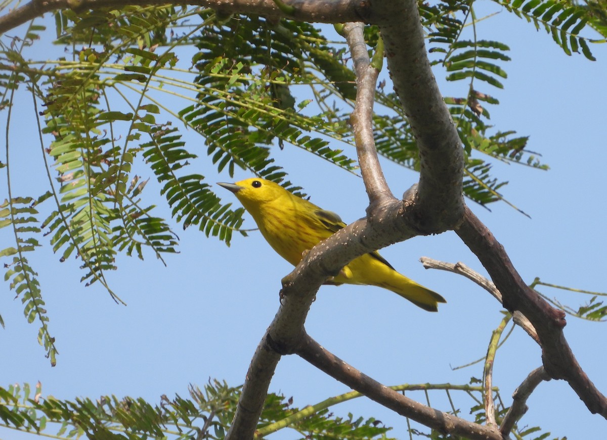 Paruline jaune - ML258701971