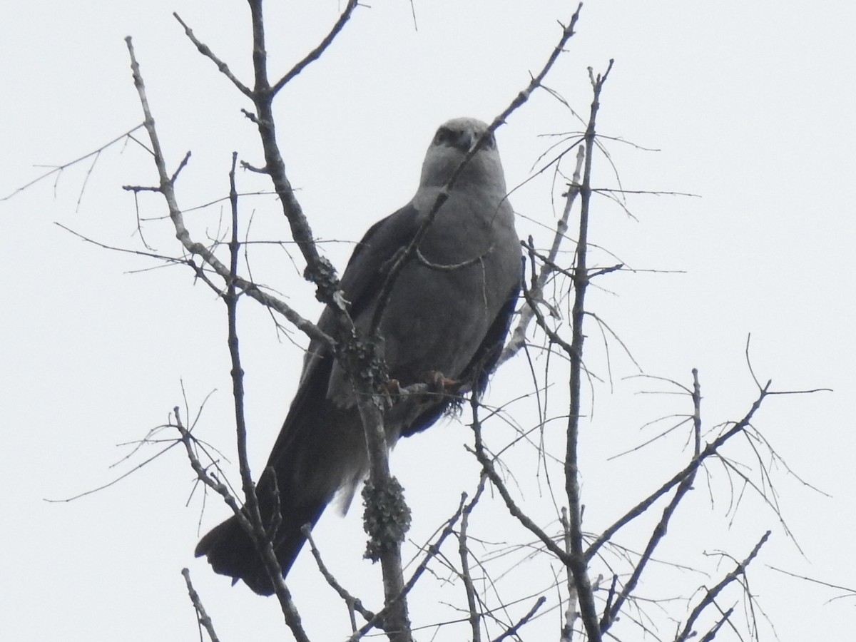 Mississippi Kite - ML258702101