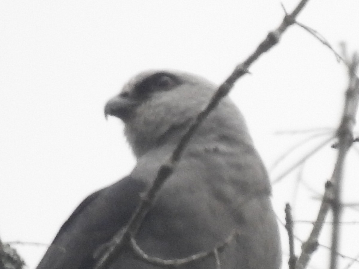 Mississippi Kite - ML258702111