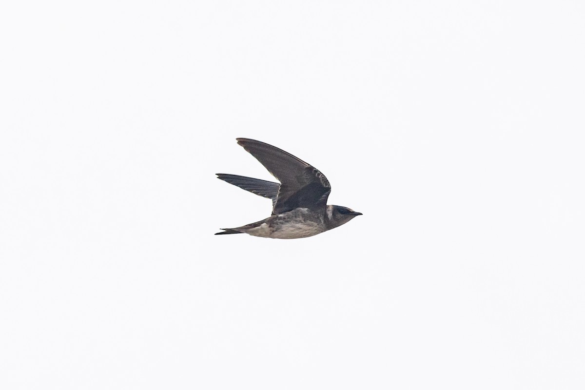 Purple Martin - ML258702961