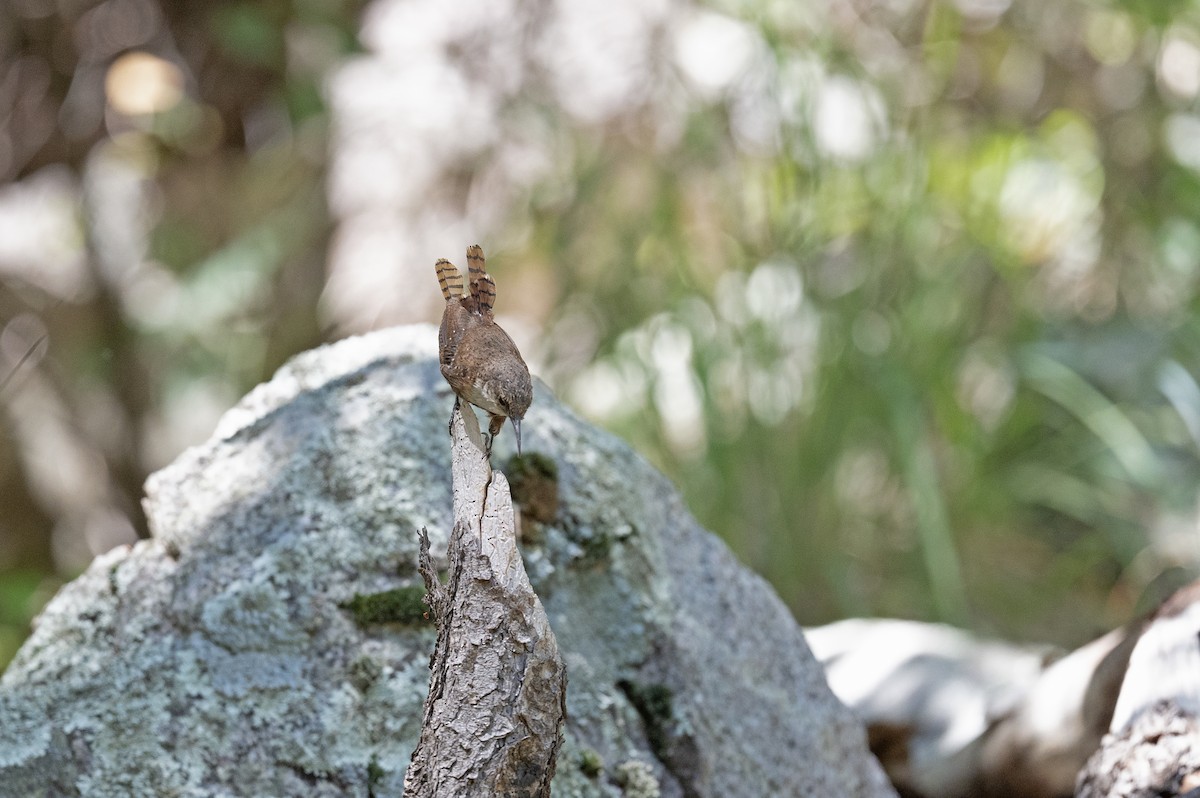 Canyon Wren - Susan Earnest