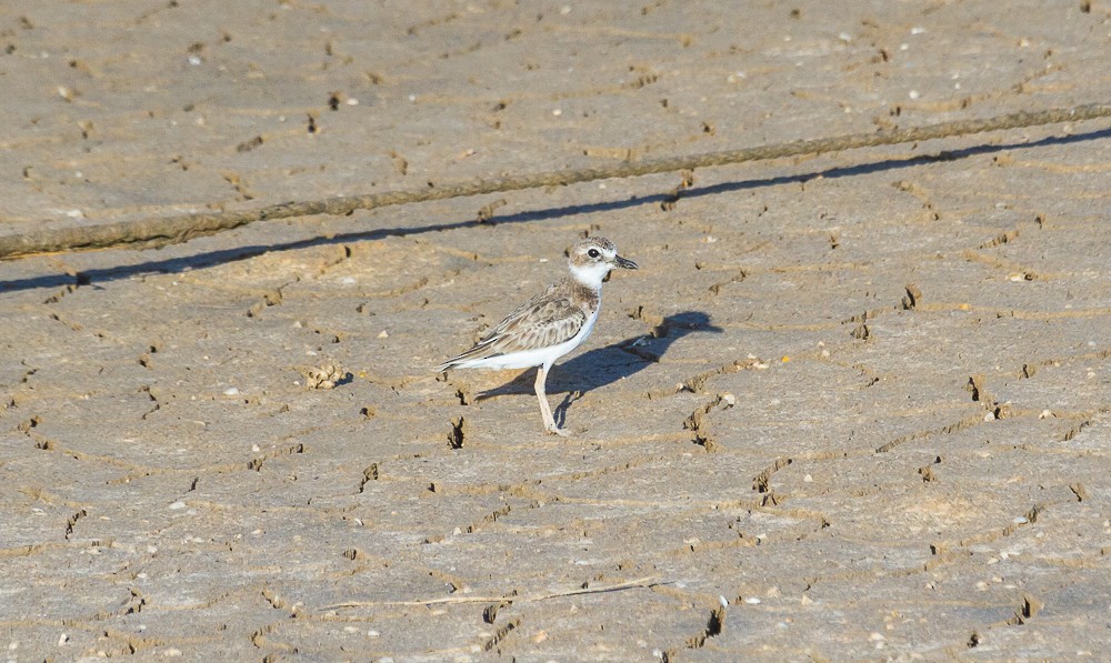 Wilson's Plover - ML258703881