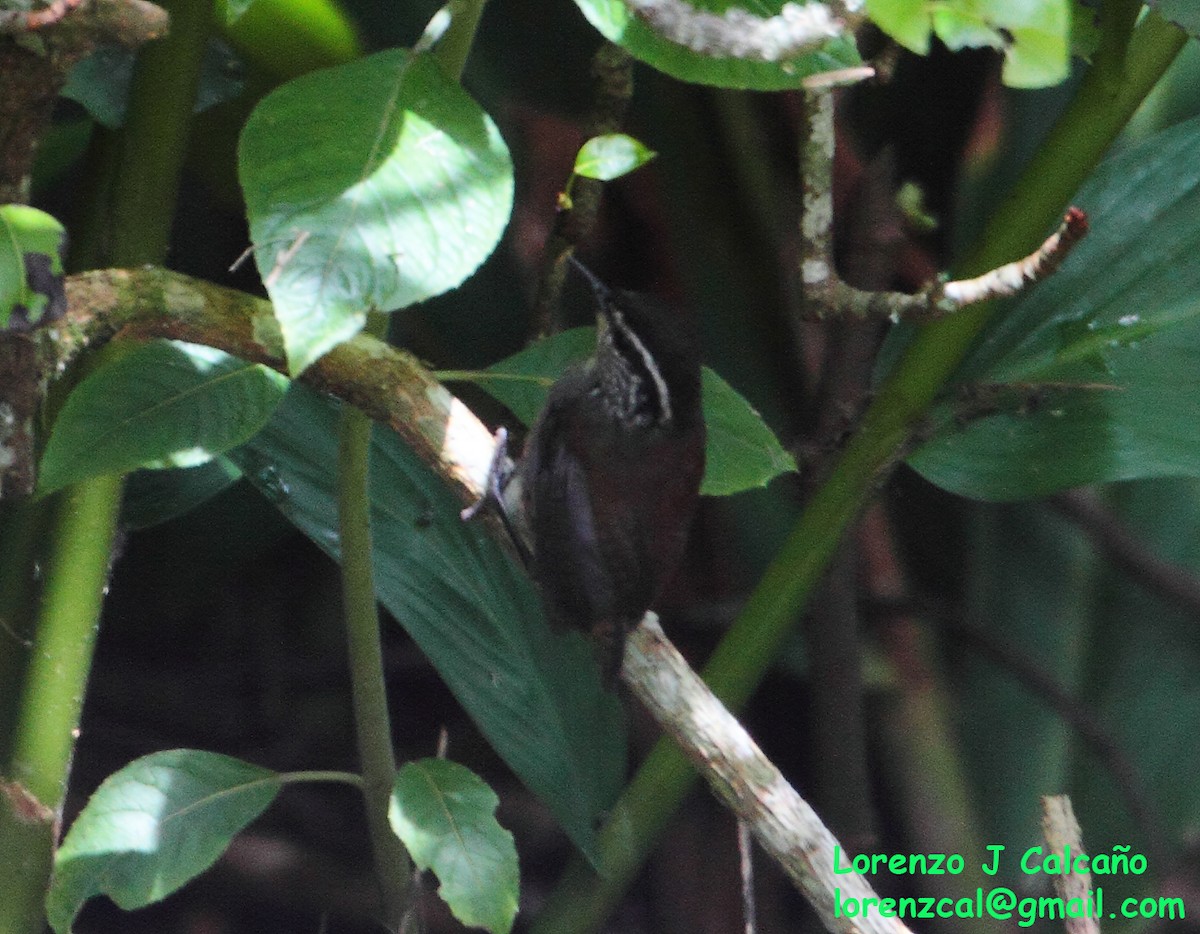 Gray-breasted Wood-Wren - Lorenzo Calcaño