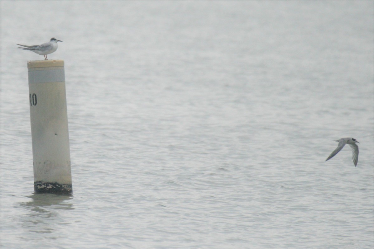 Least Tern - ML258704491