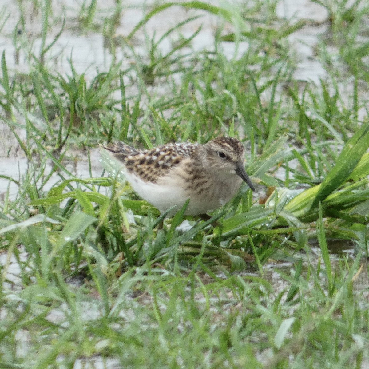 Least Sandpiper - ML258704851