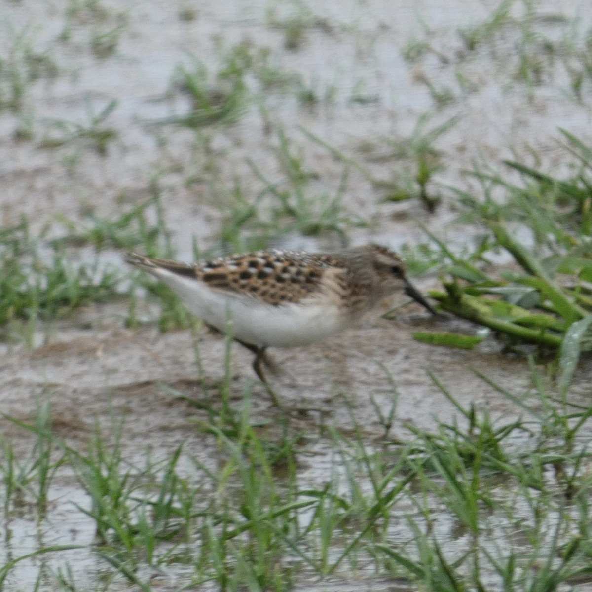 Least Sandpiper - ML258704861