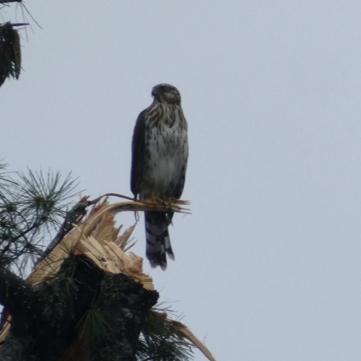 Cooper's Hawk - ML258704901