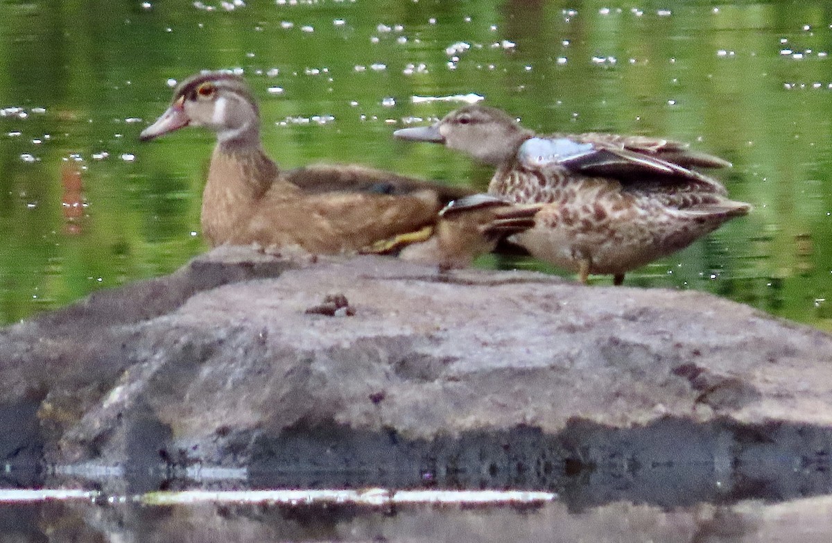 Blue-winged Teal - ML258705251