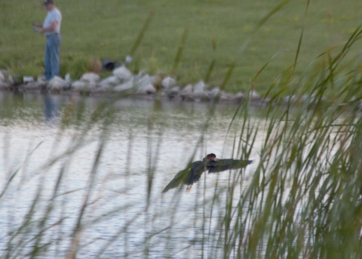 Green Heron - ML258706541