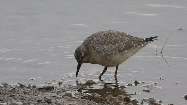 Red Knot - ML258707091