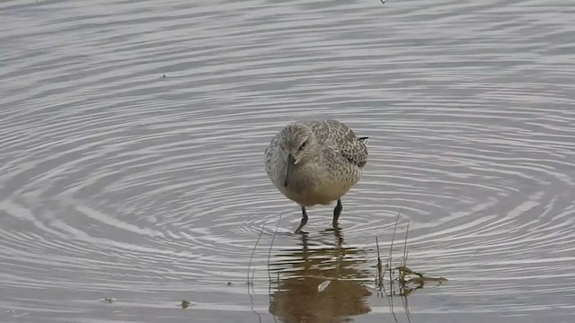 Red Knot - ML258707291