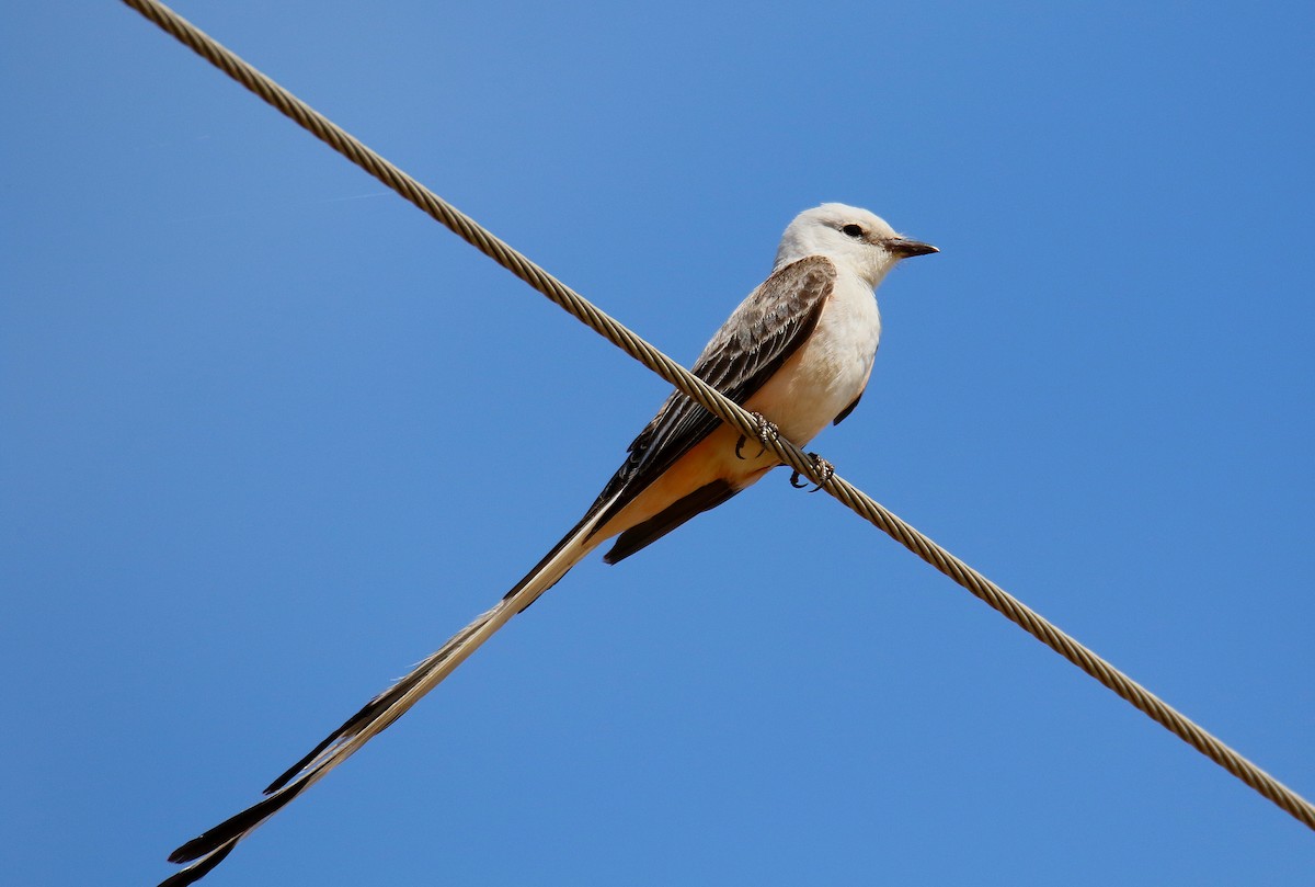 Scissor-tailed Flycatcher - Todd Humphrey