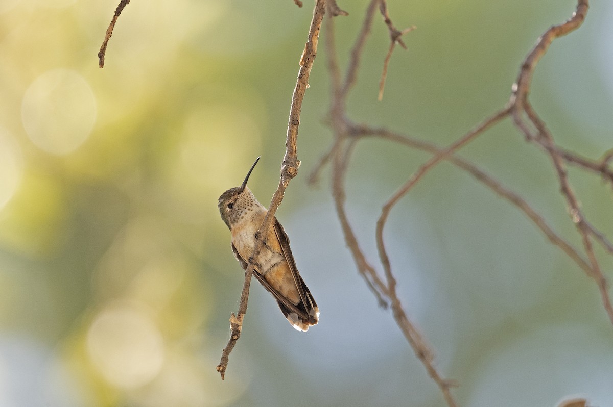 Rufous Hummingbird - Susan Earnest