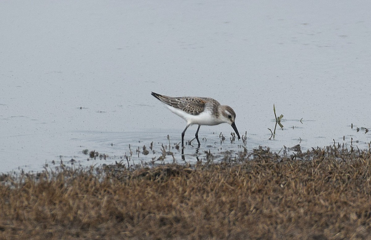 Western Sandpiper - ML258710331