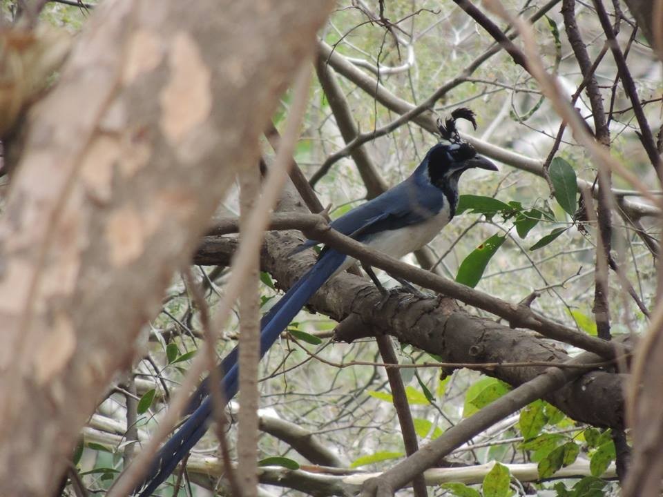 Black-throated Magpie-Jay - ML25871041