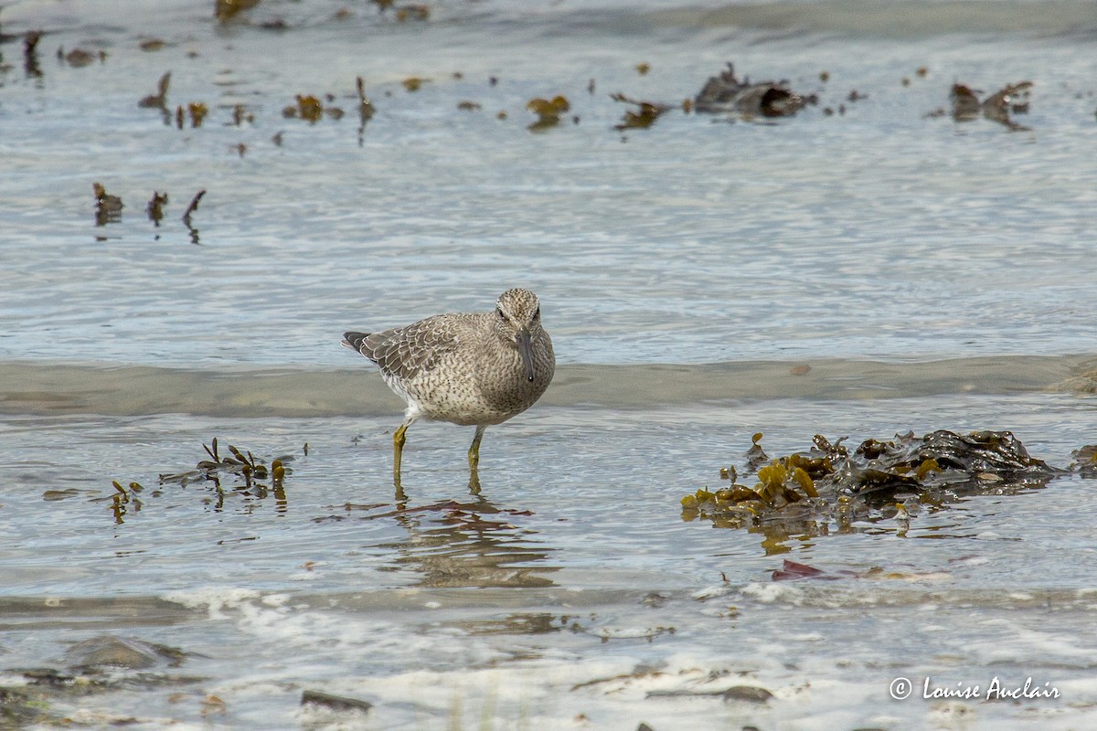 Red Knot - Louise Auclair