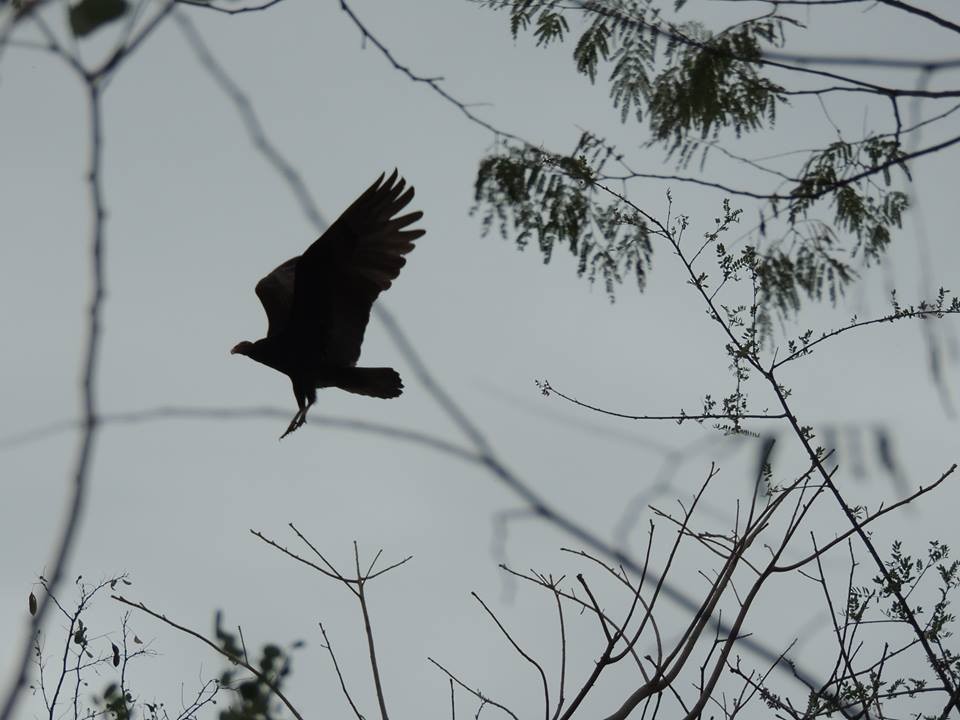 Black Vulture - ML25871191
