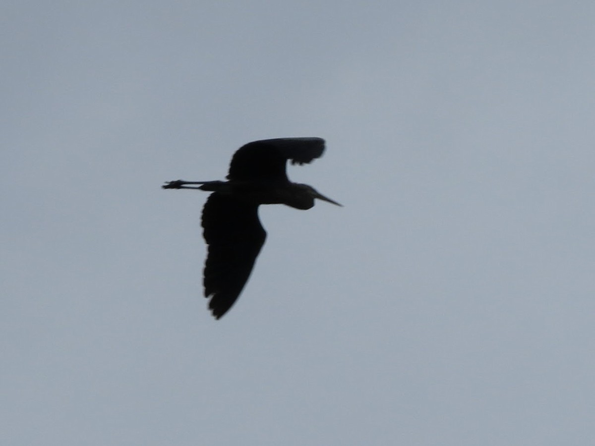 Great Blue Heron - ML258712881