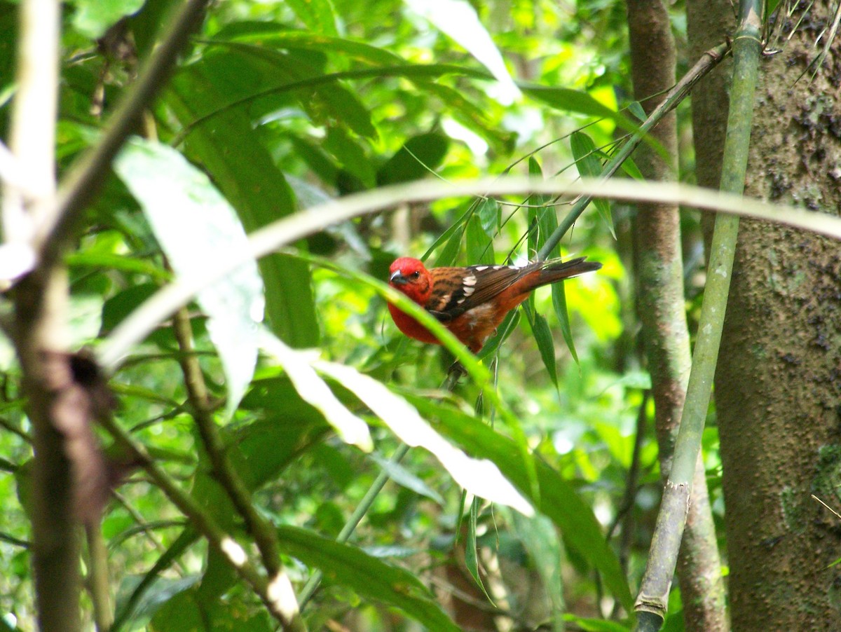 Flame-colored Tanager - ML258712971