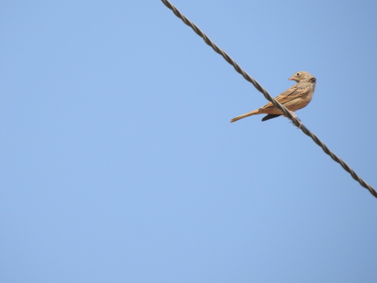 Cretzschmar's Bunting - ML258714781