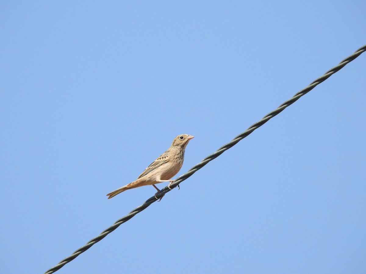 Cretzschmar's Bunting - Sławomir Karpicki