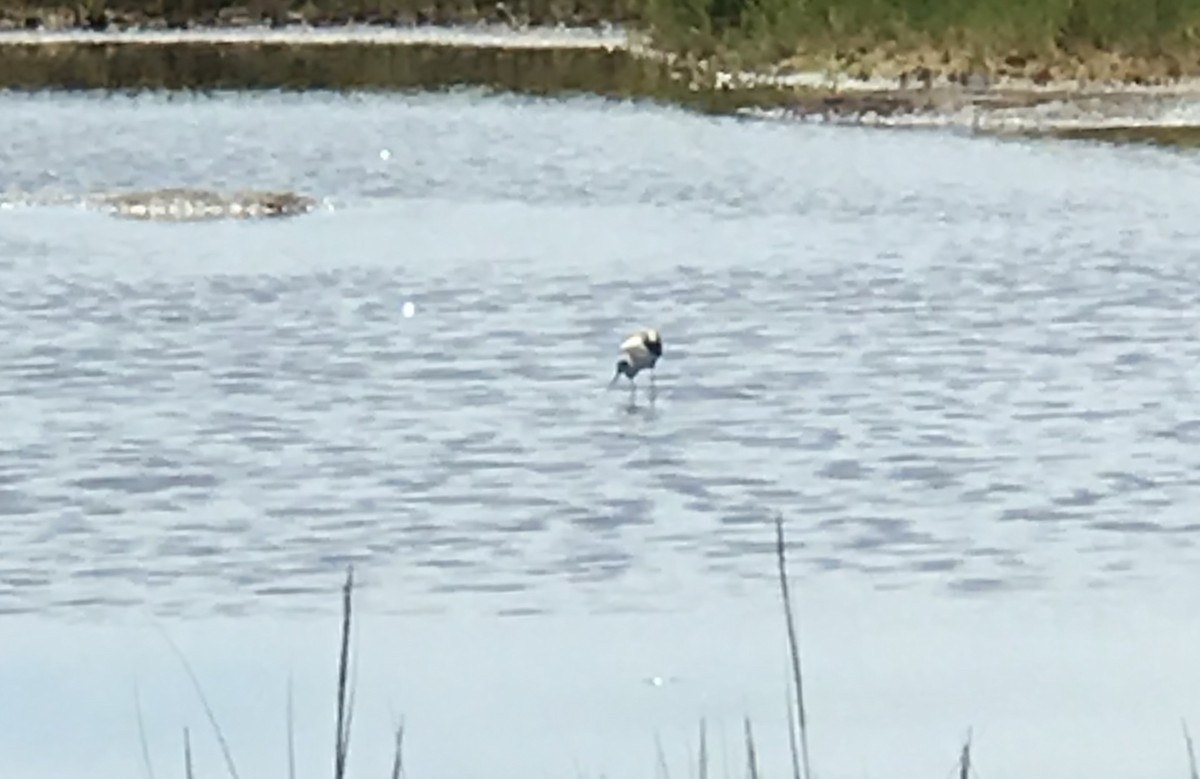 Avocette d'Amérique - ML258715171