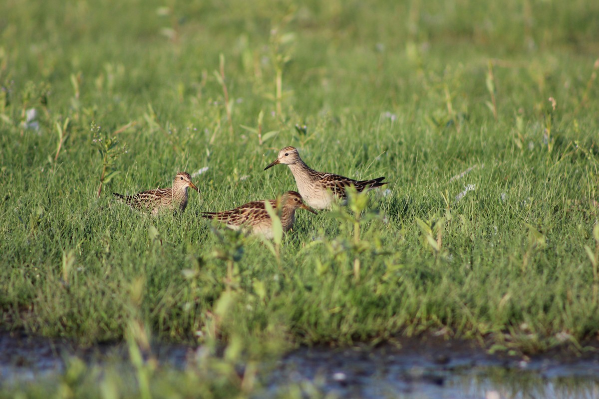 Pectoral Sandpiper - Hilary Turner