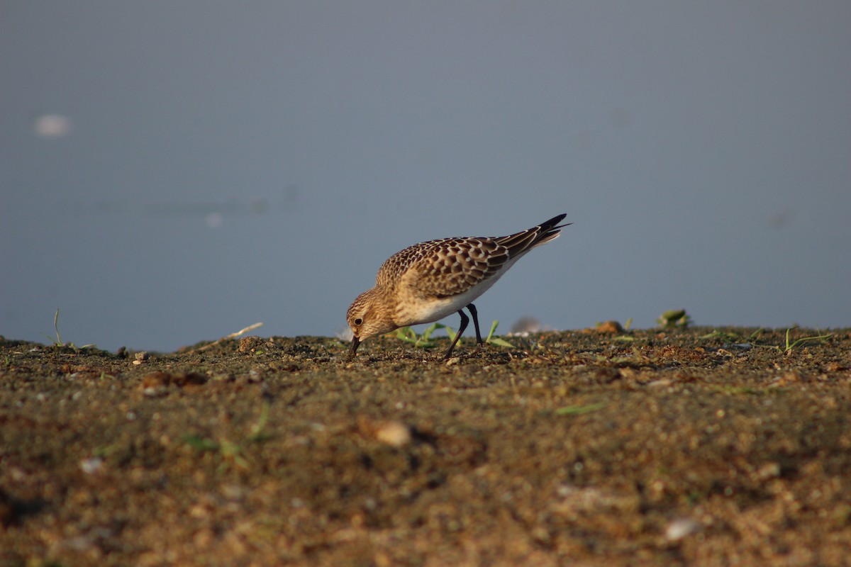 Baird's Sandpiper - ML258715821