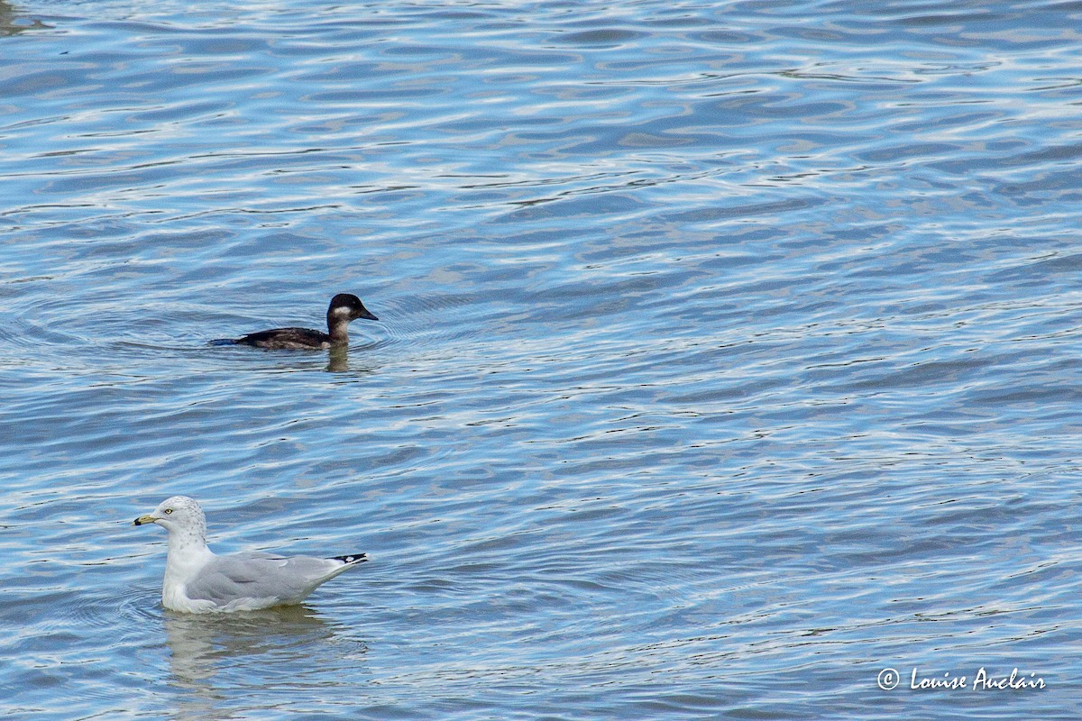 Bufflehead - Louise Auclair