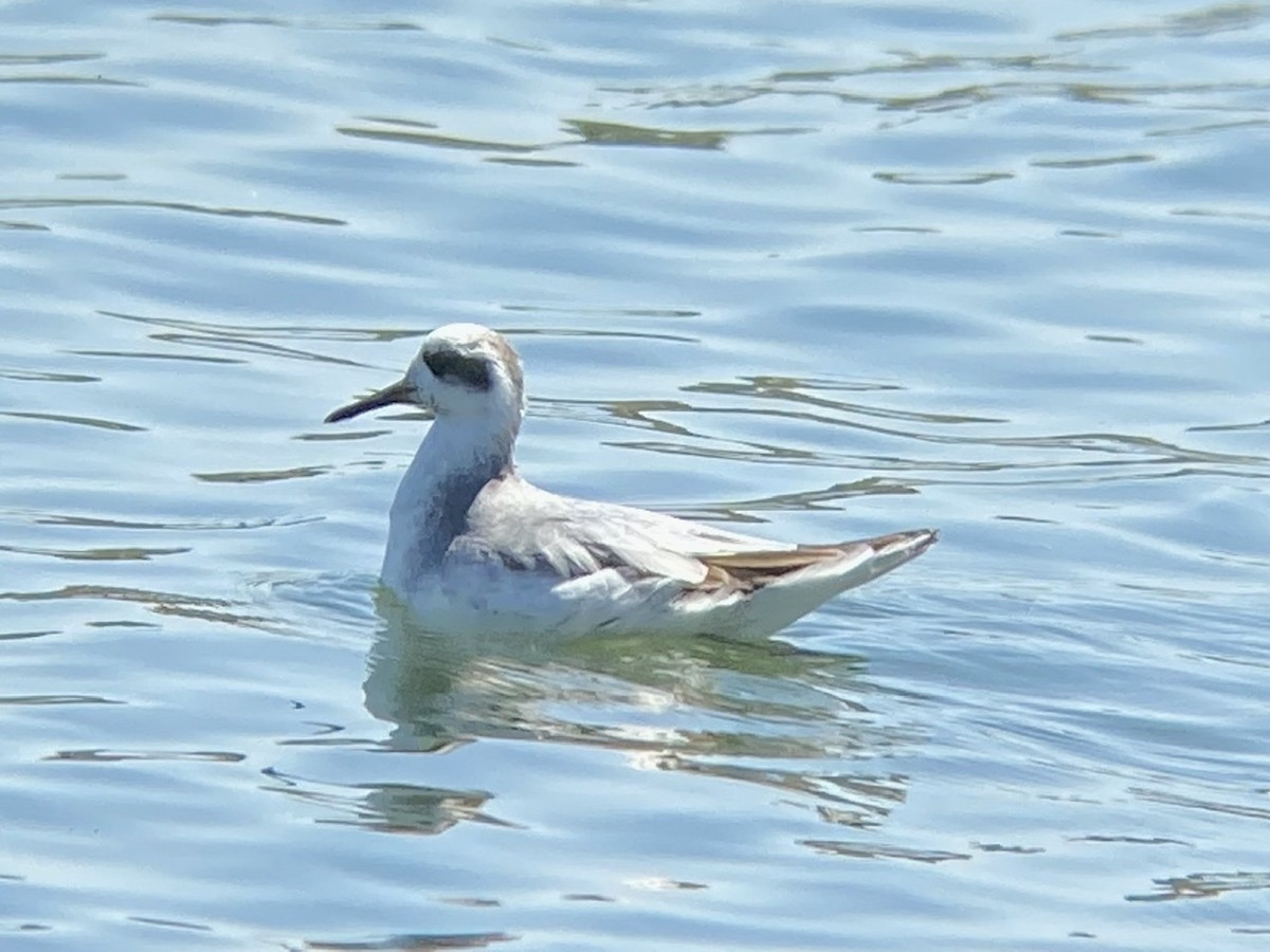 Red Phalarope - Eitan Altman