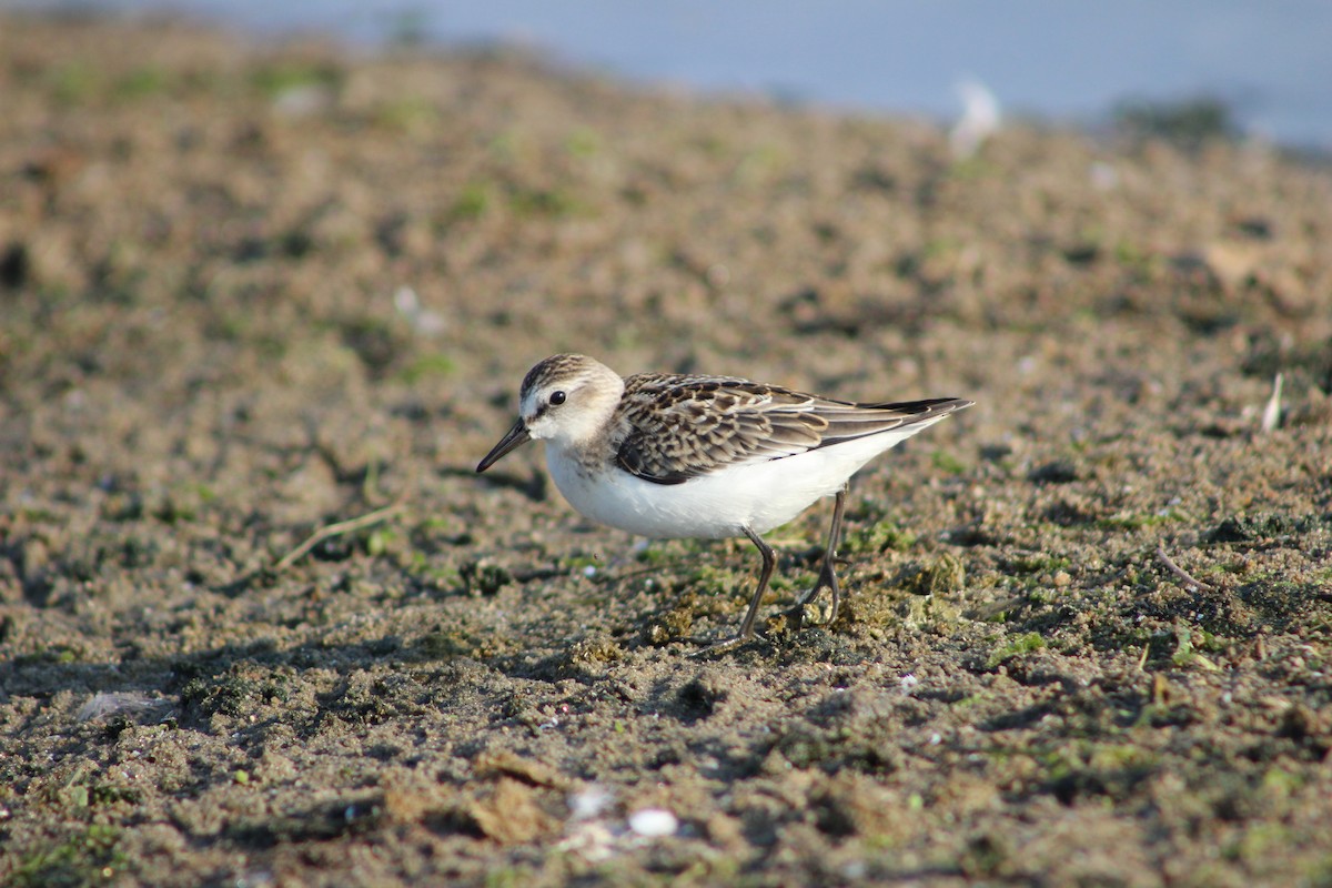 Semipalmated Sandpiper - ML258717711