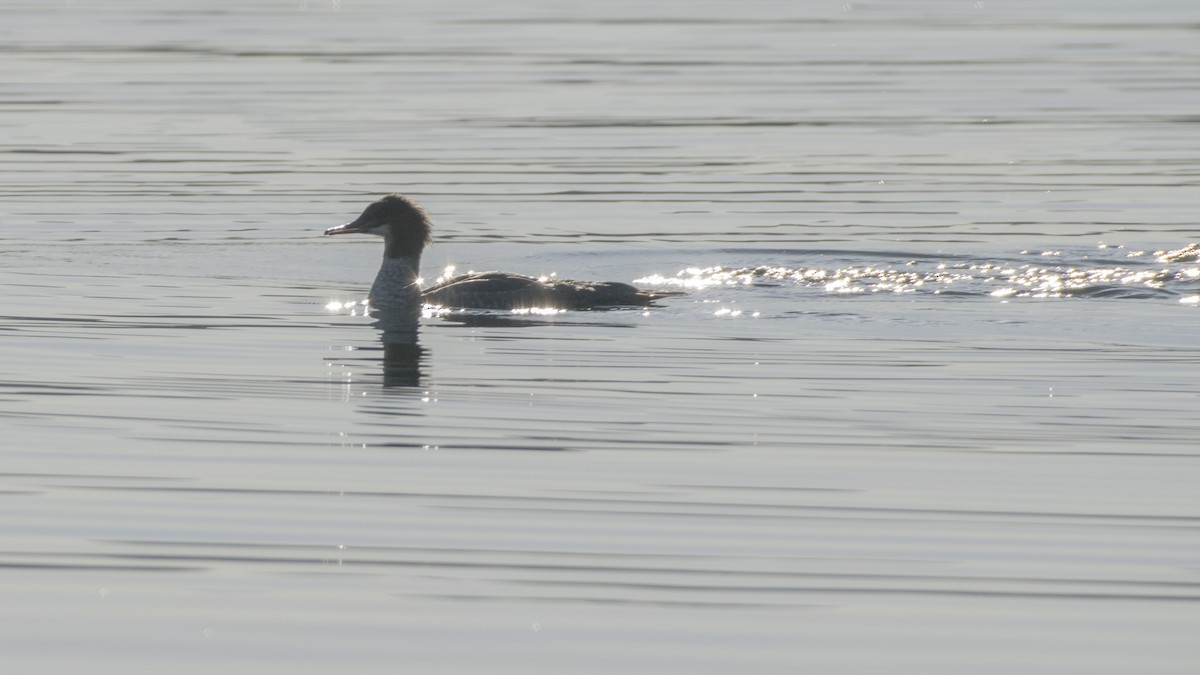 Common Merganser - Susan Barnard