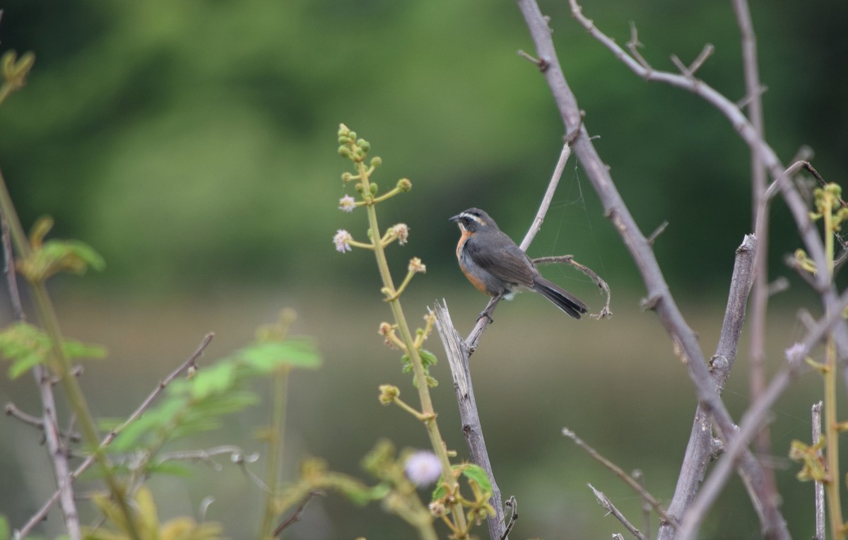 Black-and-rufous Warbling Finch - ML258718151