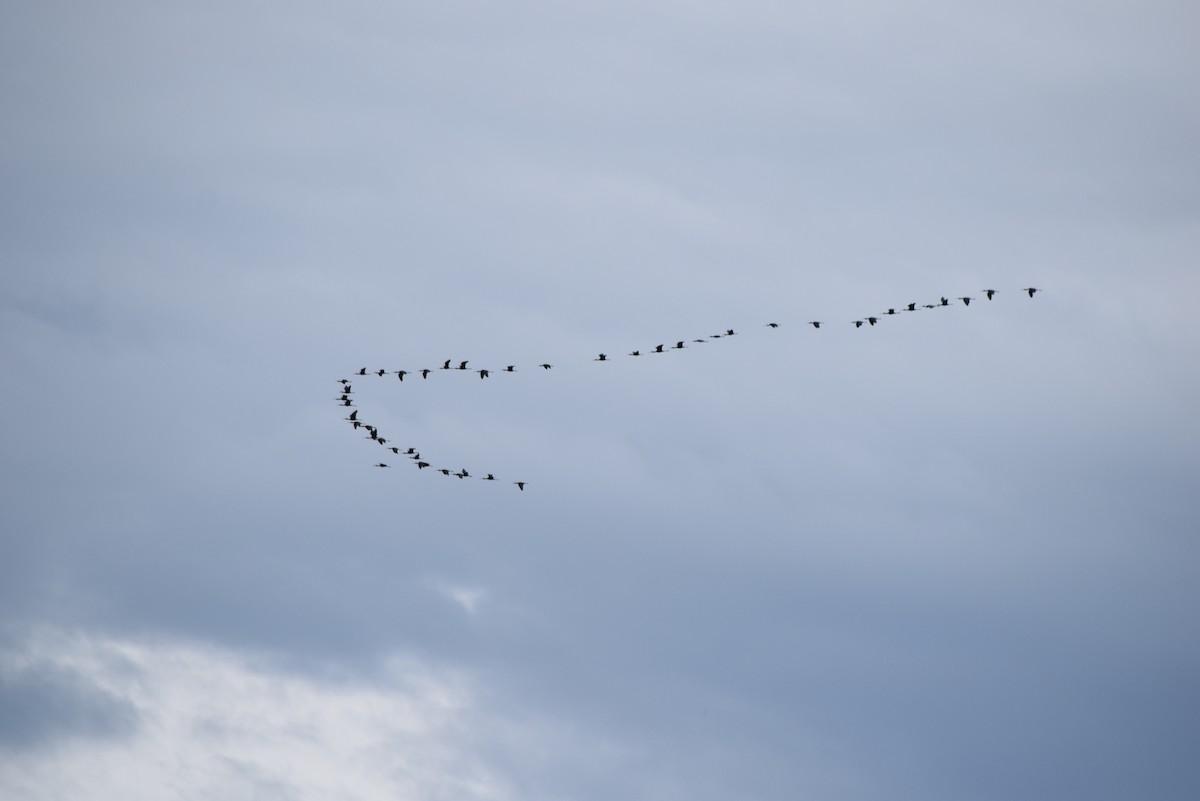 White-faced Ibis - ML258718321