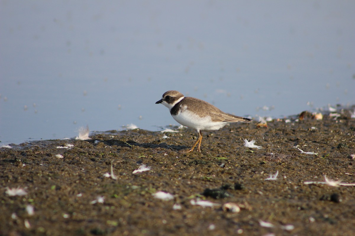 Semipalmated Plover - Hilary Turner
