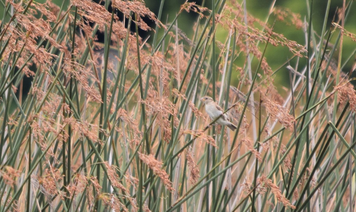 Moineau domestique - ML258718441