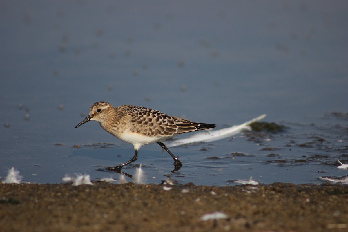 Baird's Sandpiper - ML258718671