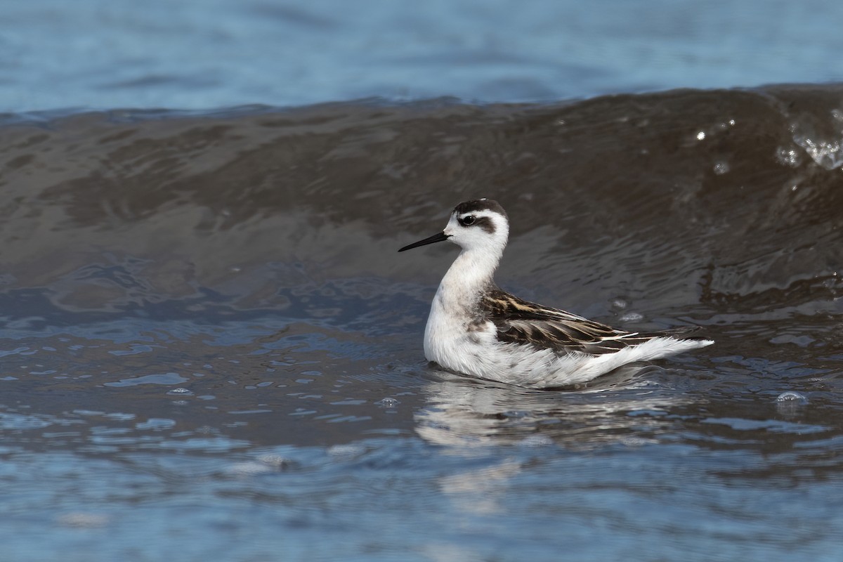 Red-necked Phalarope - ML258719081