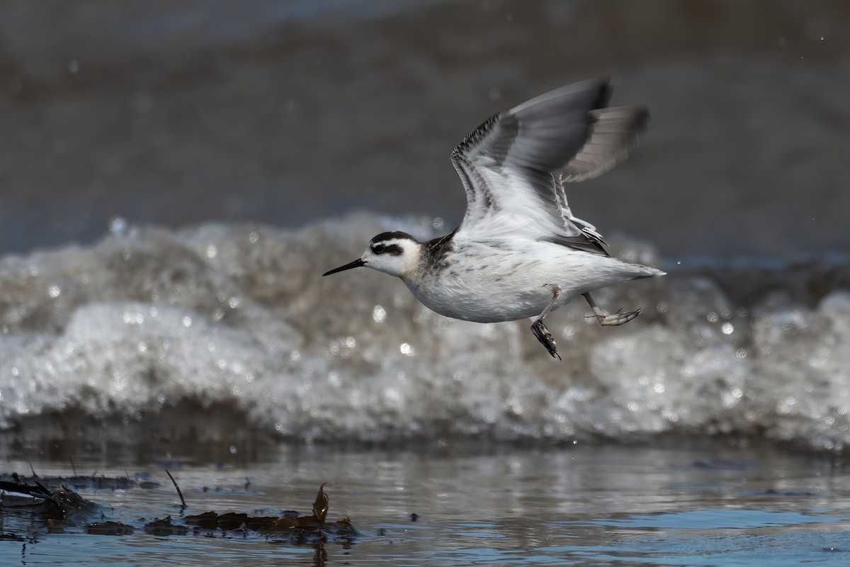 Red-necked Phalarope - ML258719101