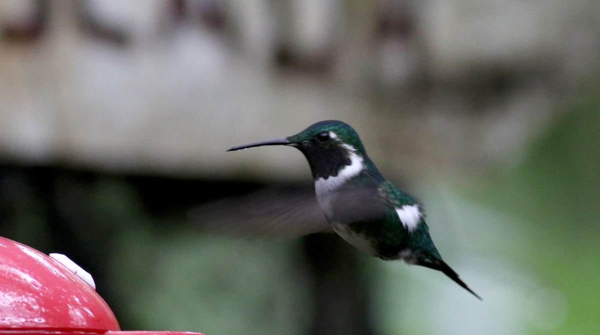 White-bellied Woodstar - ML25872021