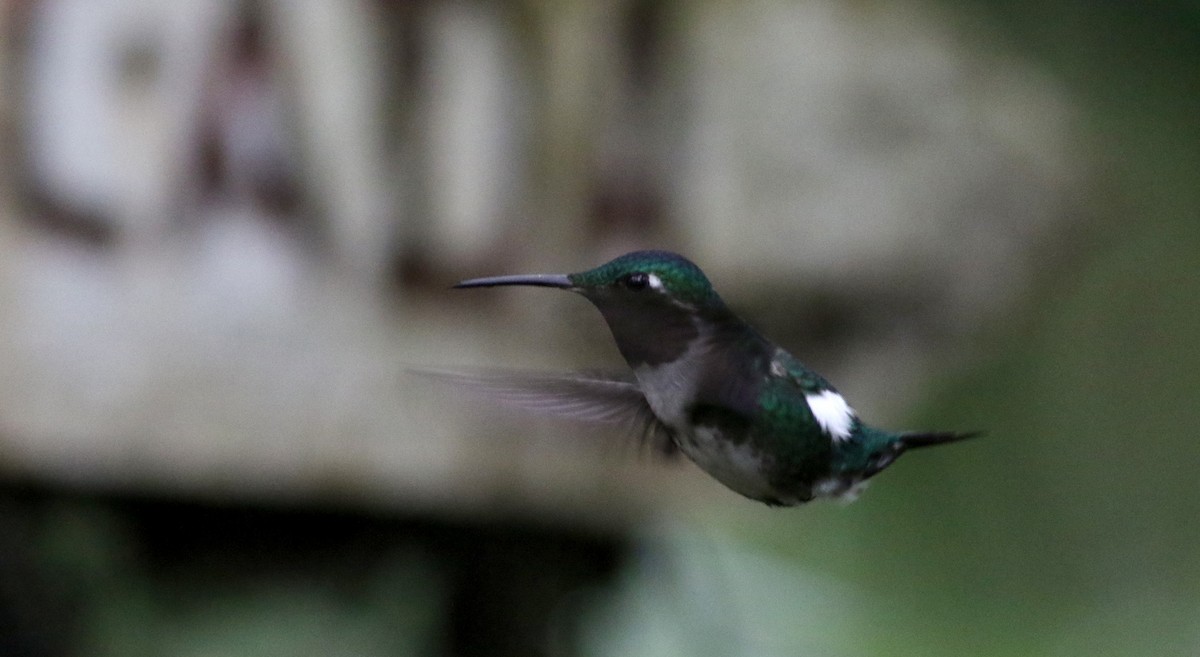 White-bellied Woodstar - ML25872031