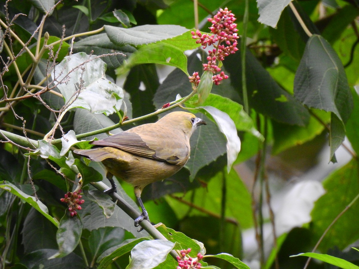 Palm Tanager - ML258720541